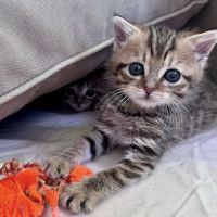 Mozza à l'adoption
