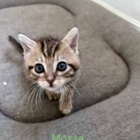 Mozza à l'adoption #2