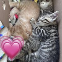 Mozza à l'adoption #3