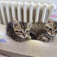 Mozza à l'adoption #4
