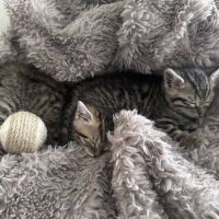 Mozza à l'adoption #6
