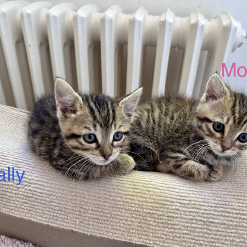 Sally à l'adoption #2