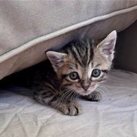Sally à l'adoption