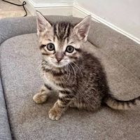 Sally à l'adoption #6