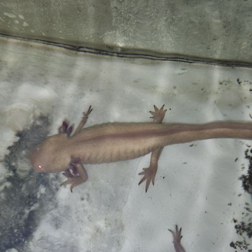 Vente axolotls adultes #0