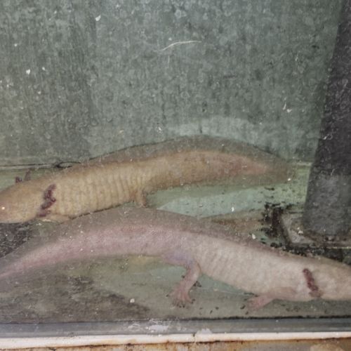 Vente axolotls adultes #2