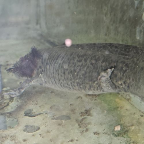 Vente axolotls adultes #4