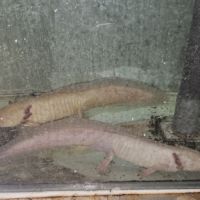 Vente axolotls adultes #2