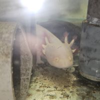 Vente axolotls adultes #5