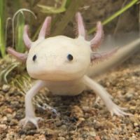 Vente axolotls adultes #6