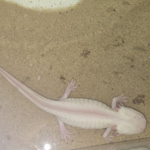 Axolotls adultes à vendre #3