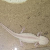 Axolotls adultes à vendre #3