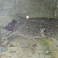 Axolotls adultes à vendre