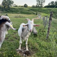 Chèvre croisé #3