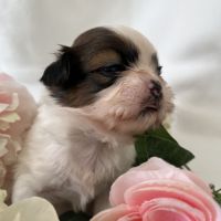 Chiots femelles shih tzu lof #1