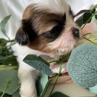 Chiots femelles shih tzu lof #2