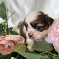 Chiots femelles shih tzu lof #3