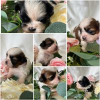 Chiots femelles shih tzu lof #0