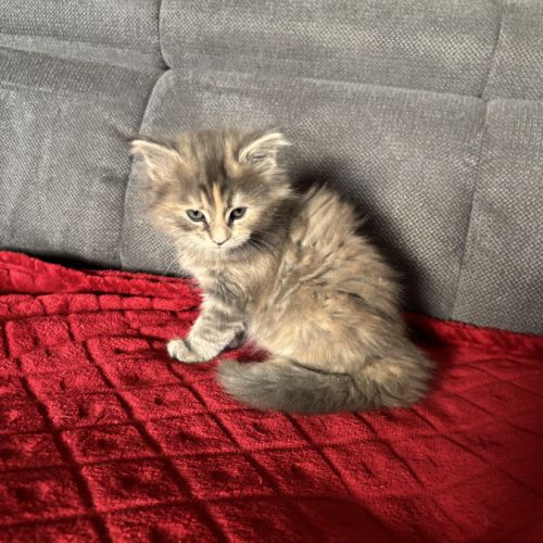 Chaton maine coon non loof #2