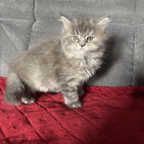 Chaton maine coon non loof #3