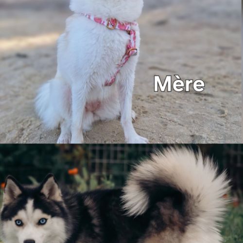 Chiots pomsky f3 #1