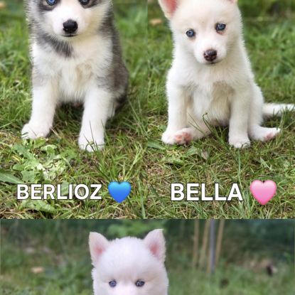 Chiots pomsky f3