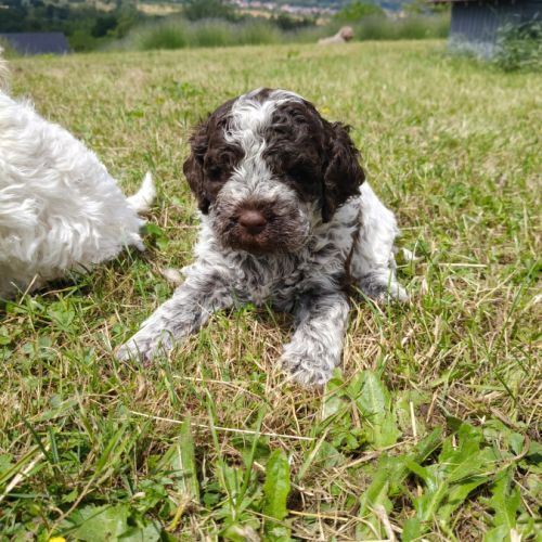 Chiots lagotto romagnolo #2