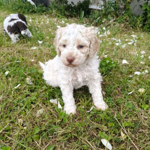 Chiots lagotto romagnolo #3