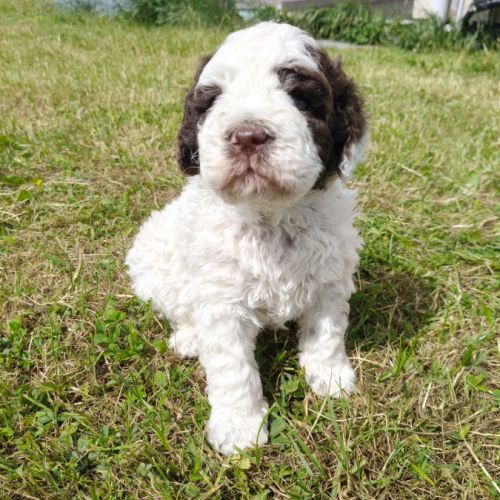 Chiots lagotto romagnolo #4