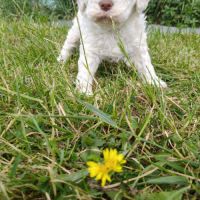Chiots lagotto romagnolo