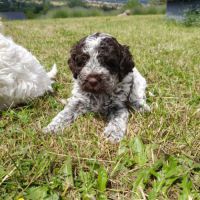 Chiots lagotto romagnolo #2