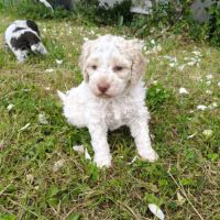 Chiots lagotto romagnolo #3