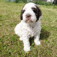 Chiots lagotto romagnolo #4