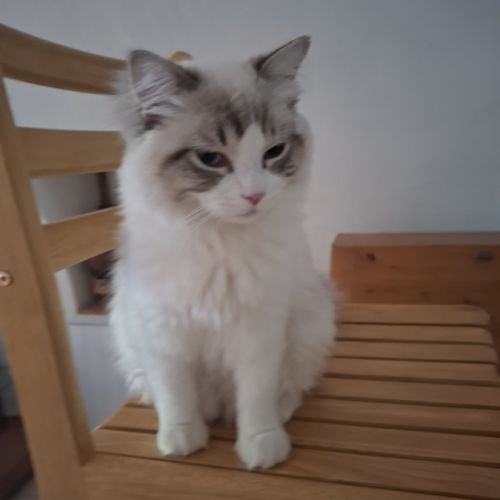 Mâle ragdoll #3