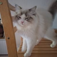 Mâle ragdoll #0