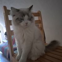 Mâle ragdoll #2