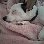 Betsy, je suis douce et tendre #3