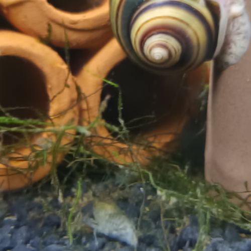 Cambarellus bleu #0