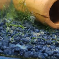 Cambarellus bleu #3