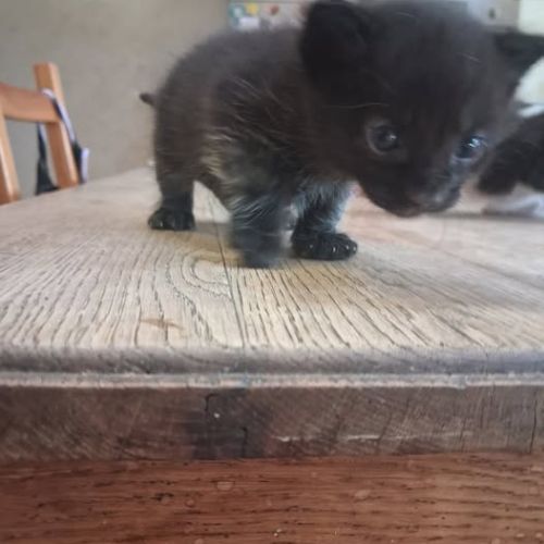 Chat baloo à la réservation #0