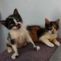 Bahia et pandy a l'adoption #2