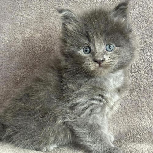 Chatons maine coon mâle et femelle #3