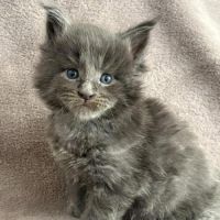 Chatons maine coon mâle et femelle