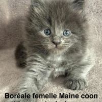 Chatons maine coon mâle et femelle #2