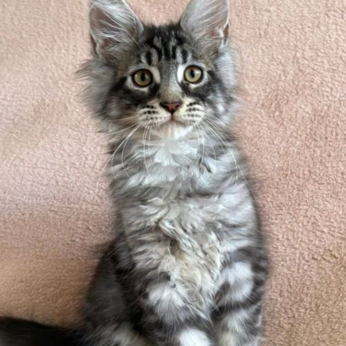 Chaton maine coon mâle polydactyle #3