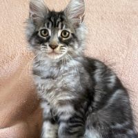 Chaton maine coon mâle polydactyle #1