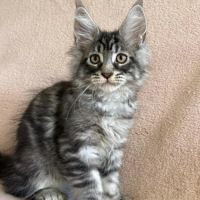 Chaton maine coon mâle polydactyle