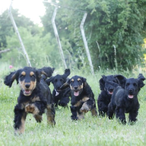Mâles cockers spaniel anglais #0