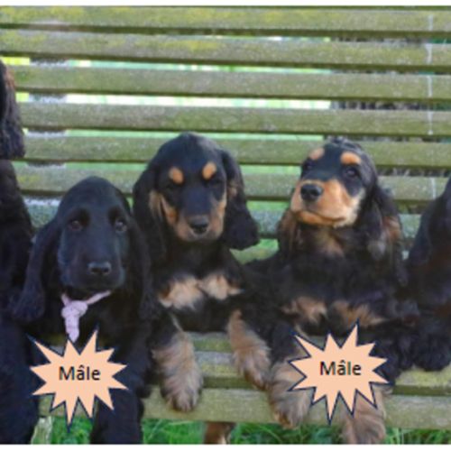 Mâles cockers spaniel anglais #2