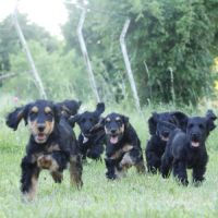 Mâles cockers spaniel anglais